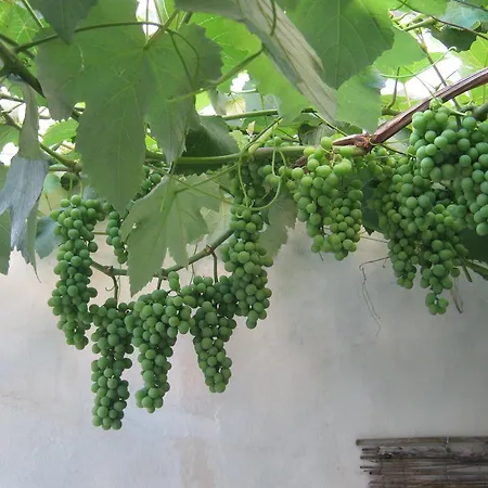 A Casa Delle Zie Bed & Breakfast Novoli